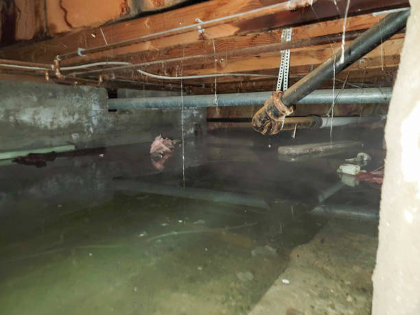 Best Carpet water damage restoration  in Tuscola, IL