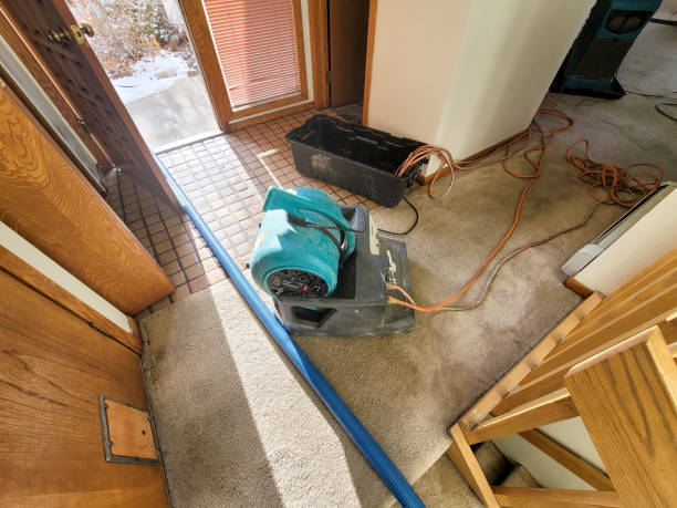 Best Mold removal after water damage  in Tuscola, IL