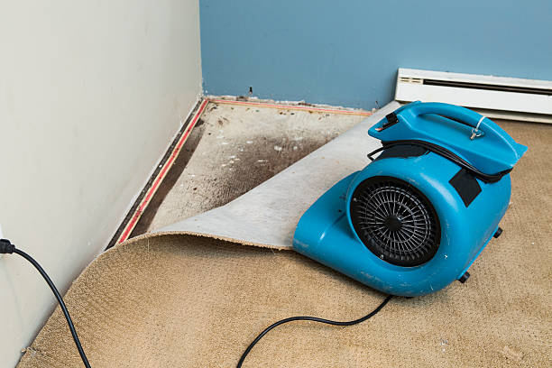 Best Flood restoration services  in Tuscola, IL